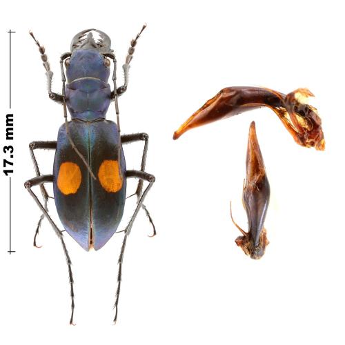 Pseudoxycheila andina